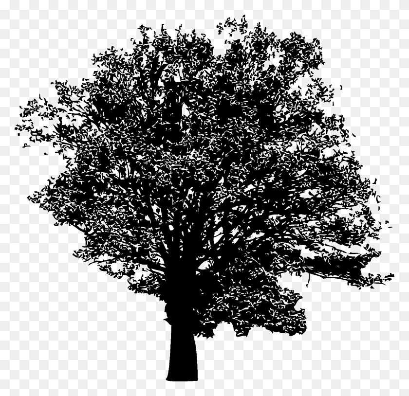 1552x1501 Деревья Силуэт Векторная Графика, Дерево, Растение, Ствол Дерева Hd Png Скачать