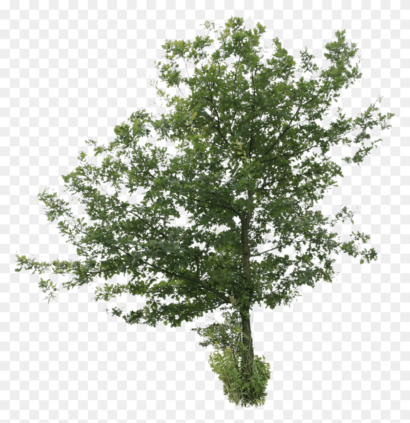 2098x2171 Trees Tree Cut Out Free HD PNG Download