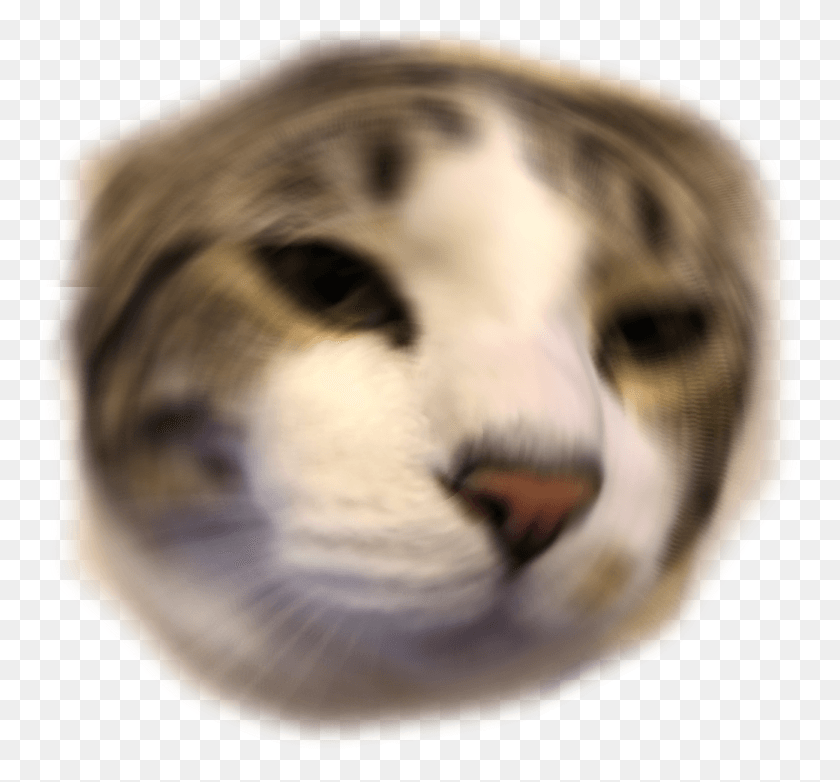 768x722 Trevorsayswut Discord Emoji Domestic Short Haired Cat, Dog, Pet, Canine HD PNG Download