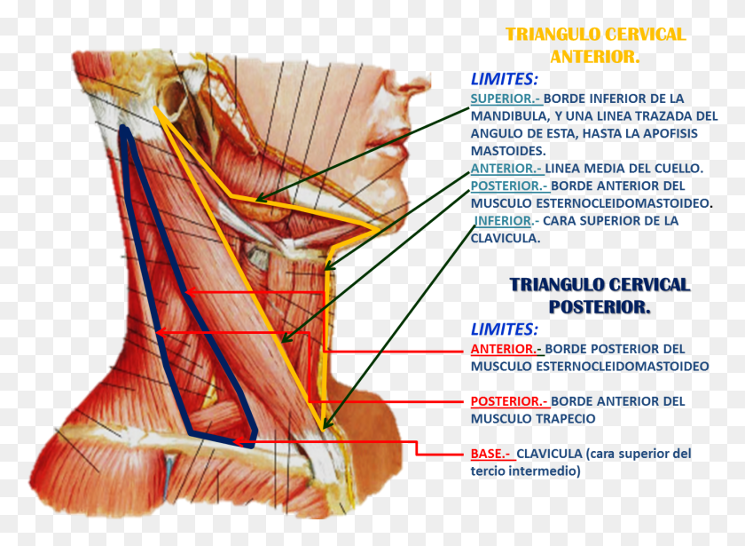 1388x988 Triangulos Del Cuello Thyrohyoid Muscle Lateral View, Advertisement, Poster, Paper HD PNG Download