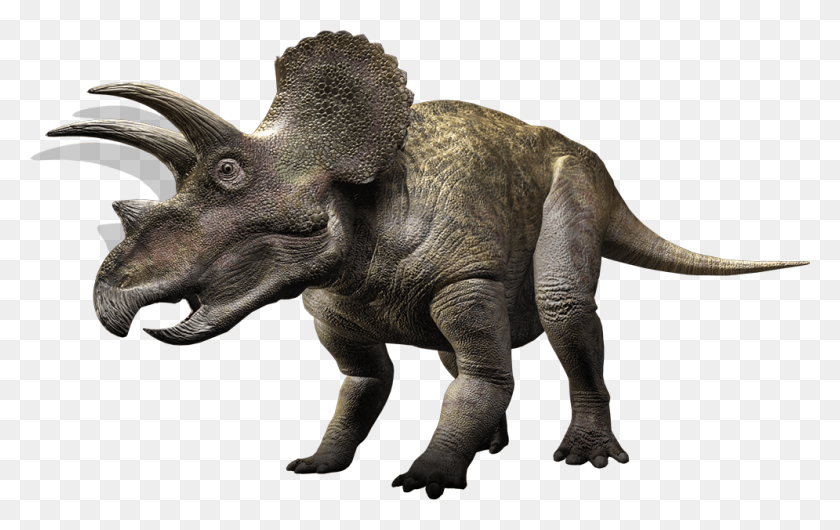 995x600 Triceratops, Elephant, Wildlife, Mammal HD PNG Download