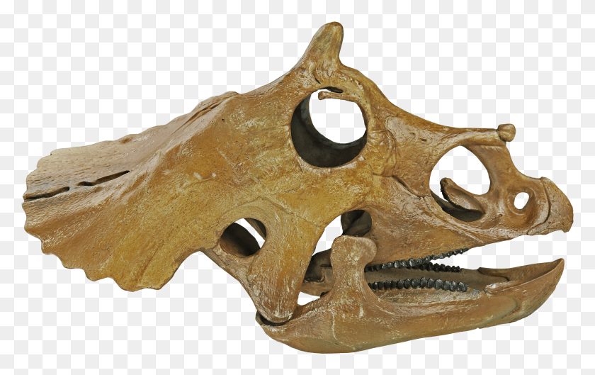 3175x1913 Triceratops Prorsus Cráneo Juvenil Png / Triceratops Prorsus Hd Png