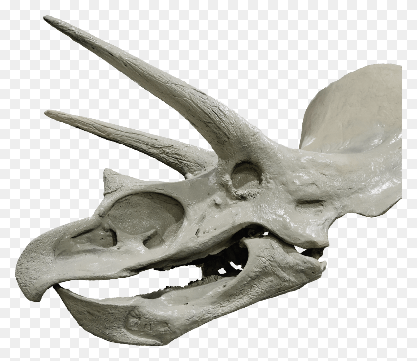 1471x1258 Tricerotops Head Skull, Axe, Tool, Animal HD PNG Download
