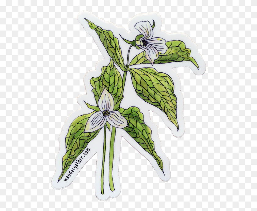 513x631 Trillium Drawing White Erythronium Dens Canis, Plant, Leaf, Flower HD PNG Download