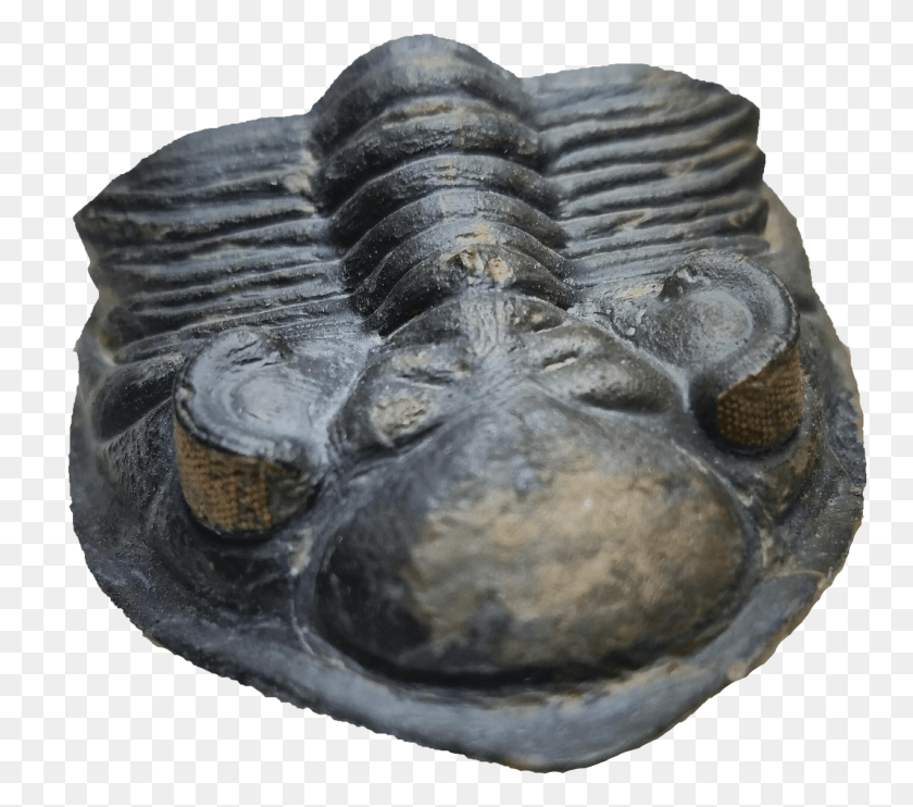 2049x1792 Trilobite, Fossil, Turtle, Reptile HD PNG Download