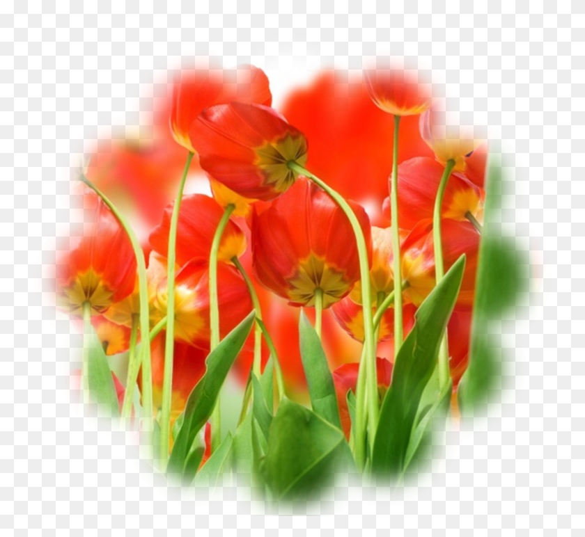 754x712 Обрезать Изображения Maa Durga Image With Flowers, Plant, Flower, Blossom Hd Png Download
