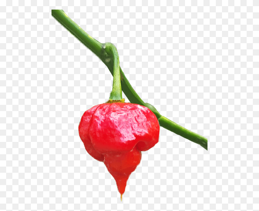507x624 Trinidad Scorpion For Sale Habanero, Plant, Fruit, Food HD PNG Download