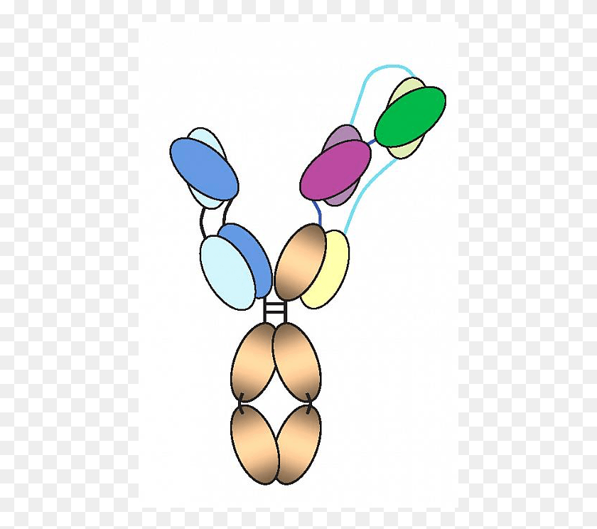 451x684 Trispecific Antibody Diagram Sanofi Graphic Design, Rattle, Hoop Descargar Hd Png