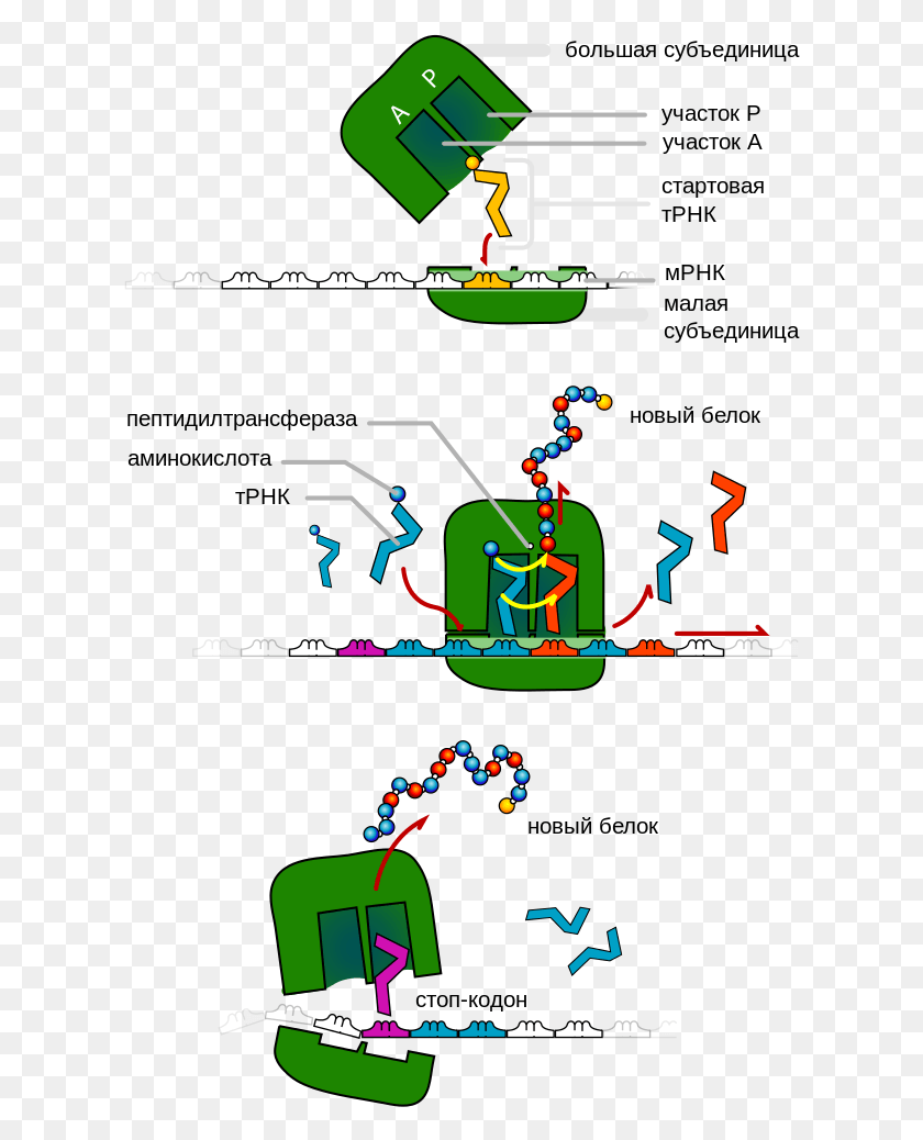 616x978 Диаграмма Рибосом Trna Ru Anticodon Biology, Плакат, Реклама, Участок Hd Png Скачать