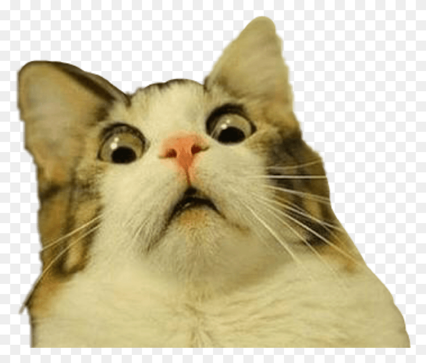 1310x1102 Troll Trolling Cat Meme Scared Freaked Surprised Freeto Surprised Cat Transparent Background, Pet, Animal, Mammal HD PNG Download