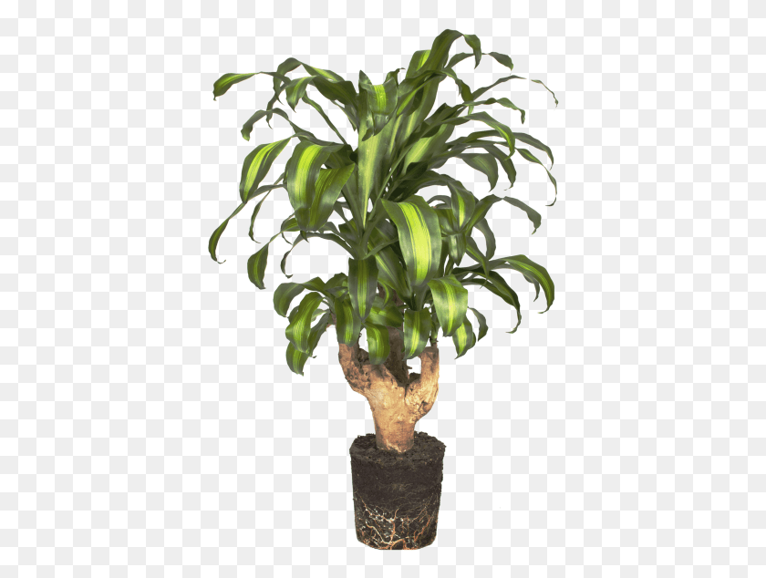 386x574 Tronco Del Brasil Комнатное Растение, Растение, Дерево, Графика Hd Png Скачать