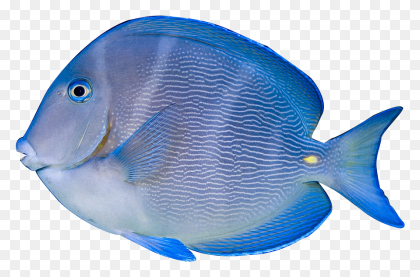 891x565 Tropical Aquarium Fish Image Freeuse Library, Surgeonfish, Sea Life, Animal HD PNG Download