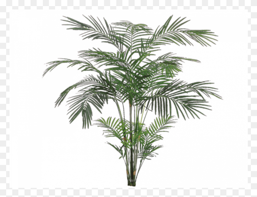 801x601 Тропическая Пальма Арека X4 С 705 Листьями Attalea Speciosa, Пальмовое Дерево, Дерево, Растение Hd Png Скачать