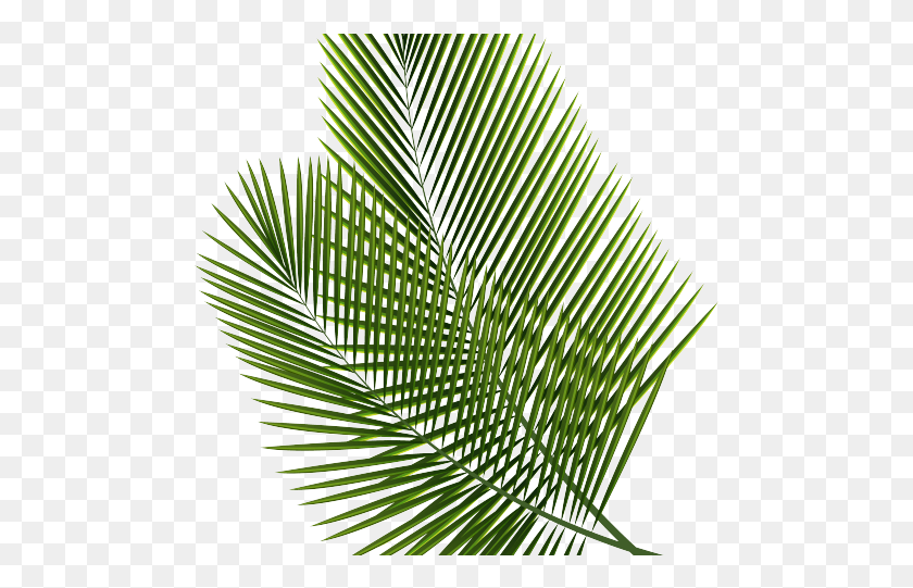 485x481 Тропический Клипарт Пальмовый Лист Лист Прозрачный Фон, Паутина, Растение Hd Png Скачать