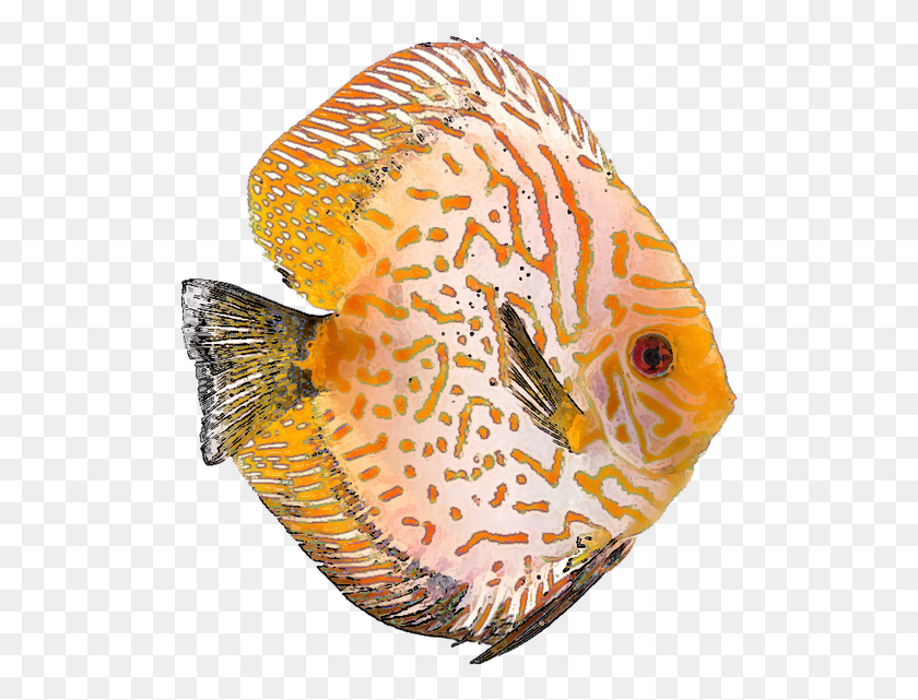 515x581 Tropical Fish Clipart Pretty Fish Discus Fish, Angelfish, Sea Life, Animal HD PNG Download