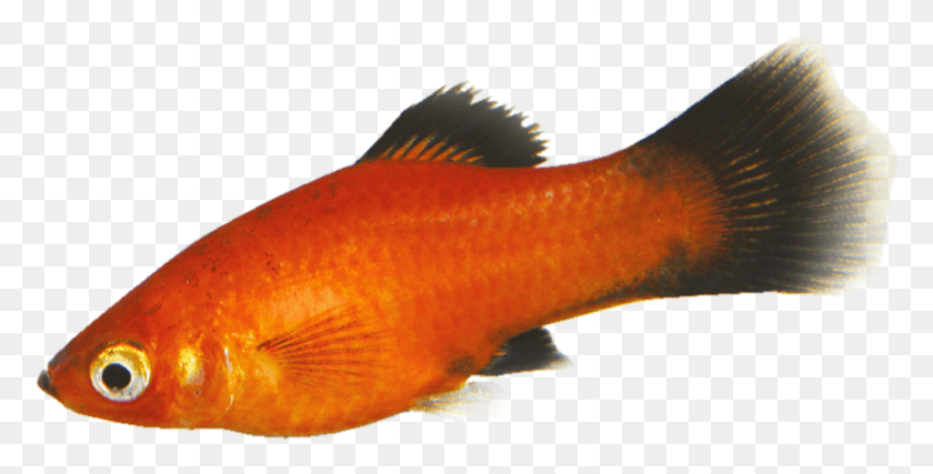 1307x615 Золотая Рыбка Тропическая Рыба, Рыба, Животное Hd Png Скачать