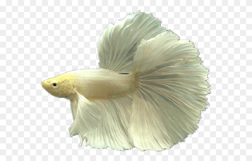 574x479 Tropical Fish Ornamental Fish Live Thai Fighting Pomacentridae, Animal, Bird, Sea Life HD PNG Download