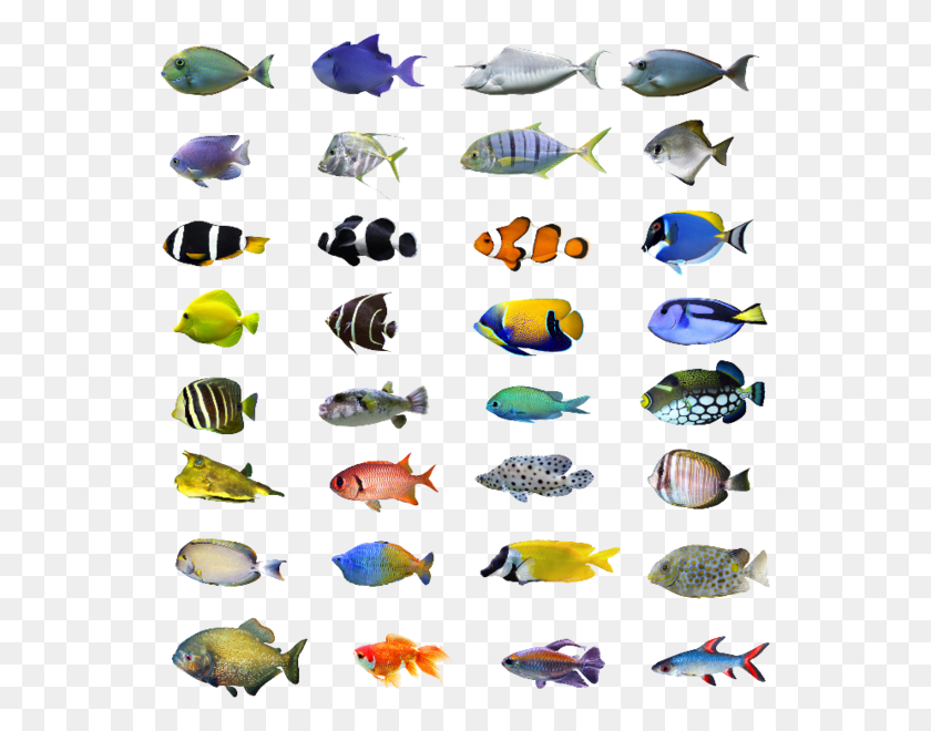 550x600 Tropical Fish Tropical Fish In Bali, Surgeonfish, Sea Life, Fish HD PNG Download