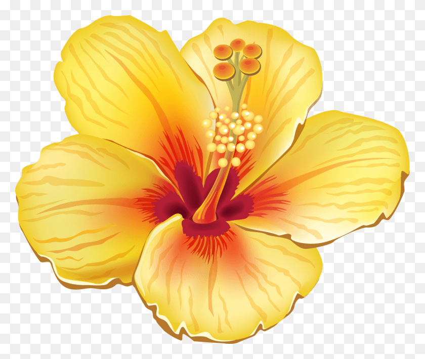 1278x1065 Тропический Цветок Клипарт, Растение, Гибискус, Цветение Hd Png Скачать