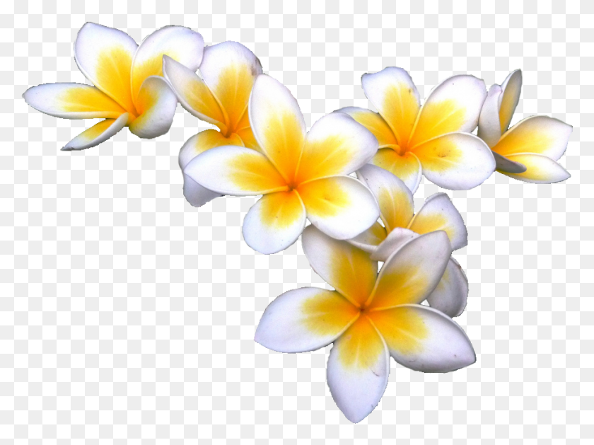 909x664 Tropical Flower Pics Transparent Tropical Flowers, Plant, Petal, Blossom HD PNG Download