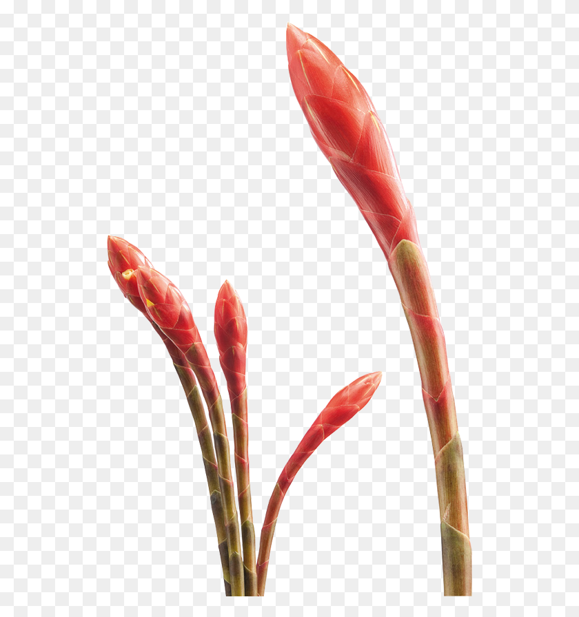 532x836 Тропические Цветы Искусственный Цветок, Растение, Цветок, Росток Hd Png Скачать
