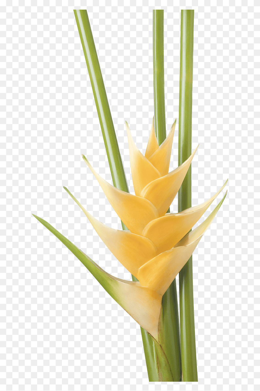 640x1201 Тропические Цветы Familia Heliconiaceae, Растение, Цветок, Цветение Png Скачать