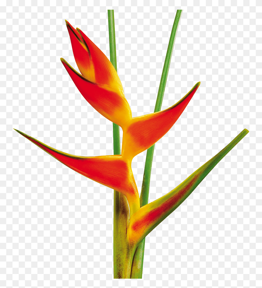 760x865 Тропические Цветы Геликония Тропический Цветок, Растение, Цветение, Птица Hd Png Скачать