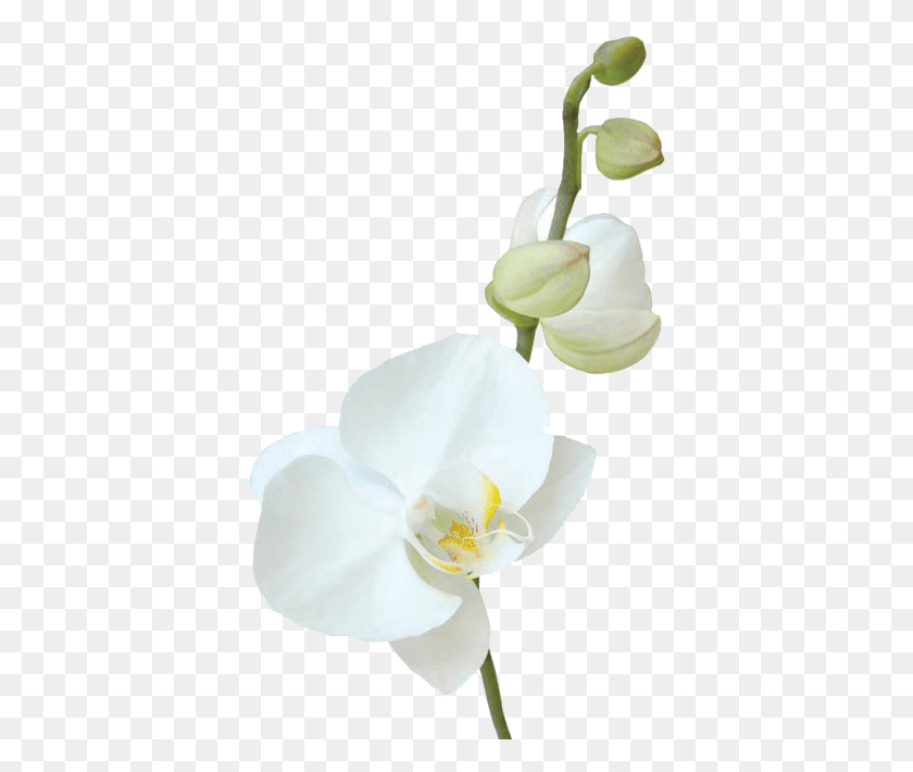 384x650 Flores Tropicales Polilla Orquídea, Planta, Flor, Flor Hd Png