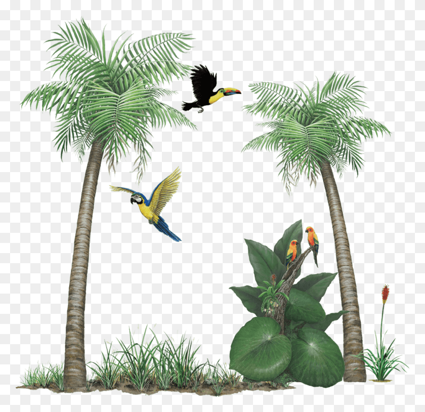 1021x987 Tropical Forest Palm Tree Mural, Plant, Bird, Animal HD PNG Download