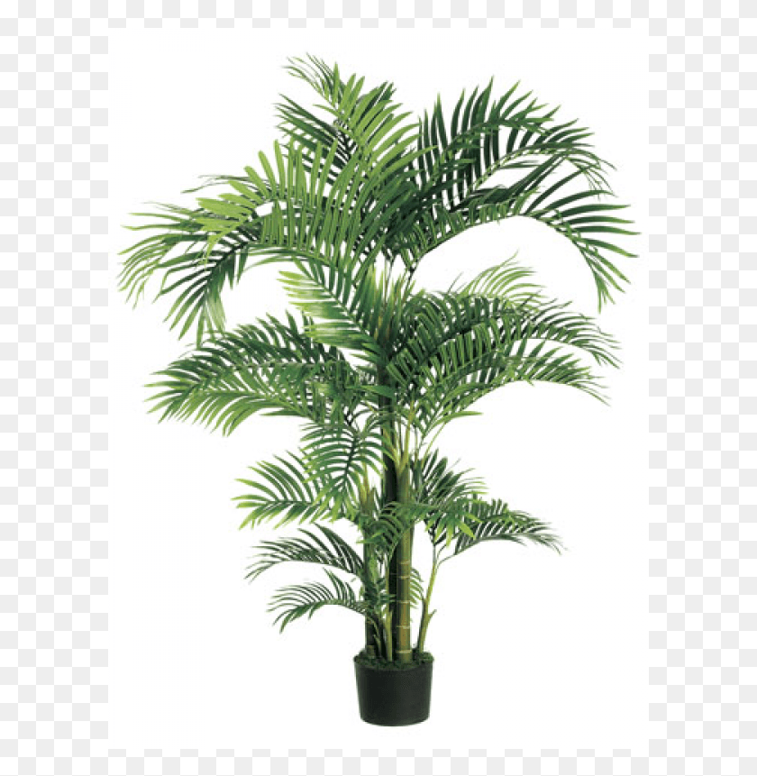 601x801 Тропическая Пальма Kentia В Пластиковом Горшке Зеленые Пальмы, Дерево, Растение, Arecaceae Hd Png Скачать