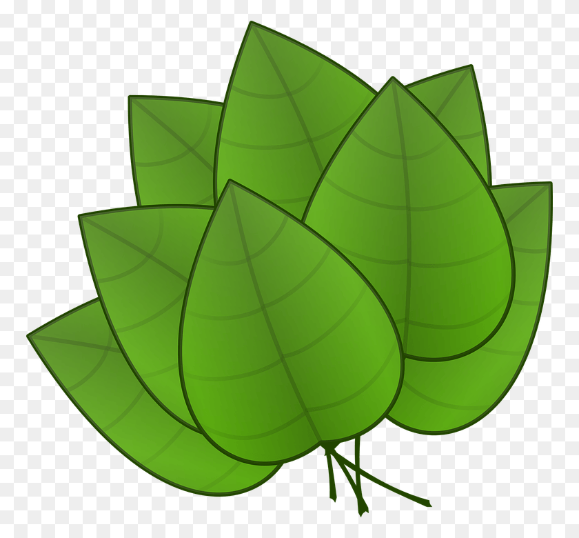 764x720 Tropical Leaf Template Parts Of Plants Leaves, Plant, Green, Lamp HD PNG Download