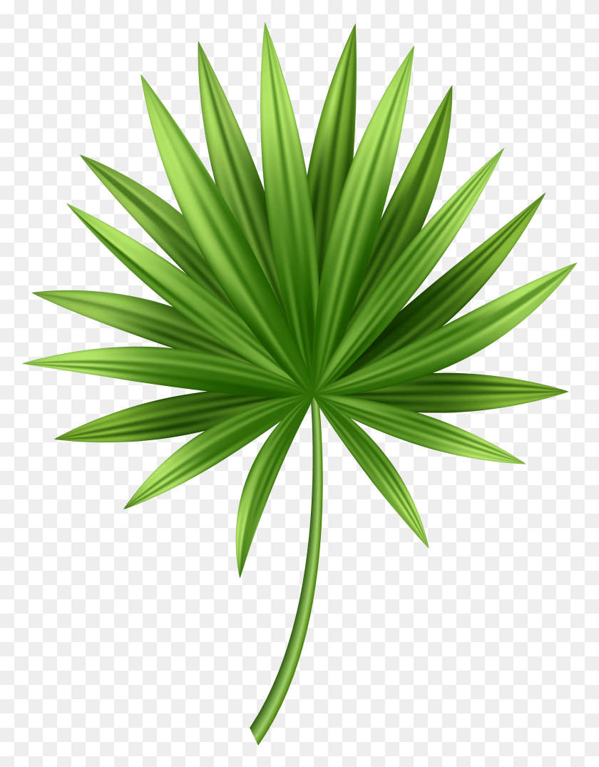 4587x5970 Tropical Leaves Clipart HD PNG Download
