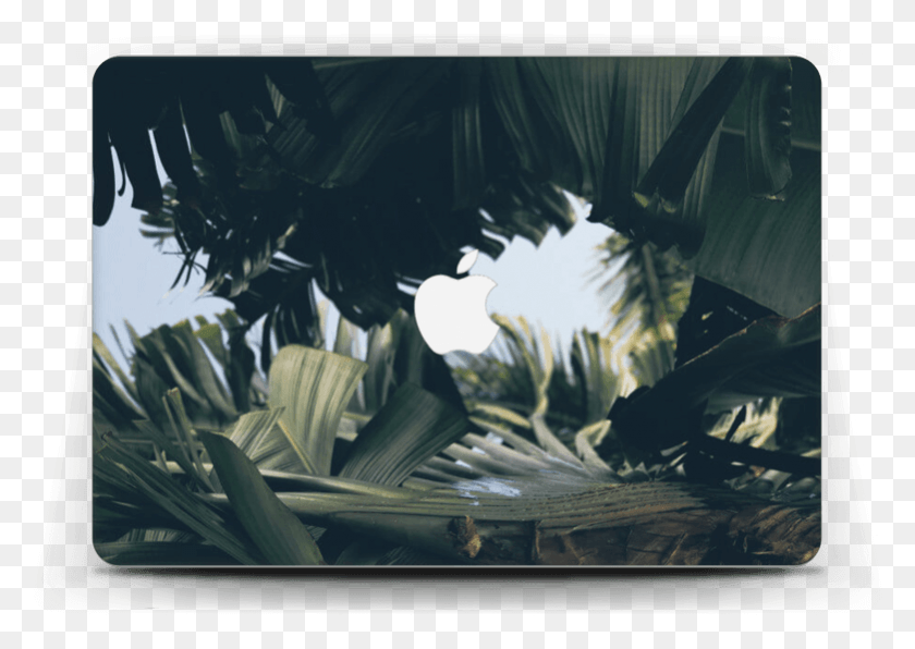 781x537 Tropical Leaves Skin Macbook Air 13 Mouse, Plant, Vegetation, Person HD PNG Download