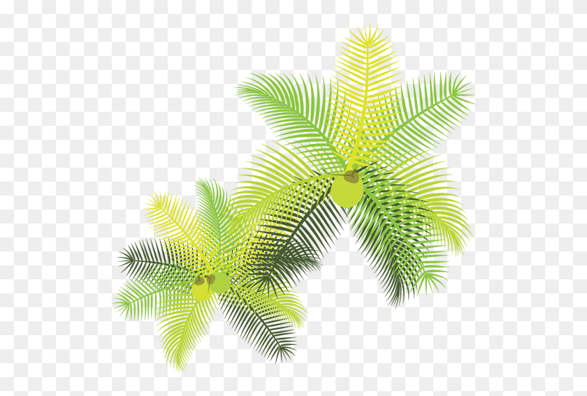 524x507 Тропические Листья С Кокосами Palmeira Em Planta, Лист, Растение, Зеленый Hd Png Скачать