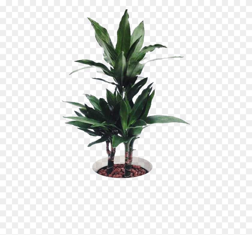 430x722 Тропические Декоративные Растения Комнатное Растение, Лист, Растение, Дерево Hd Png Скачать