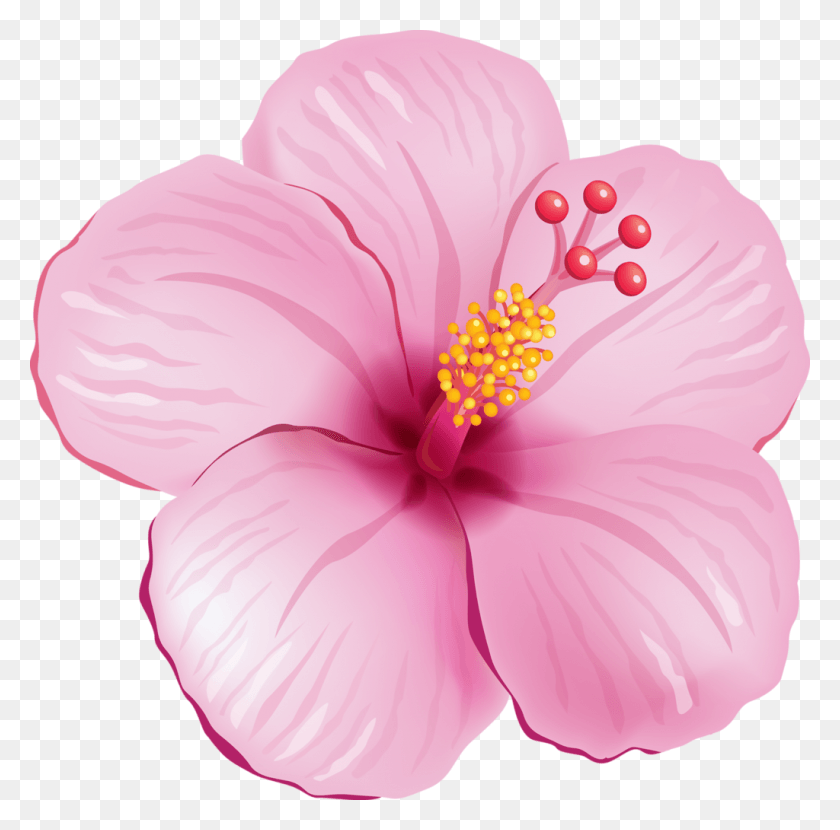 1024x1012 Тропические Бумажные Цветы Тропический Розовый Цветок, Гибискус, Цветок, Растение Hd Png Скачать