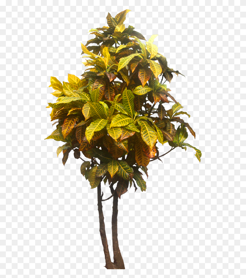 539x891 Tropical Plant Pictures Croton, Leaf, Tree, Flower HD PNG Download