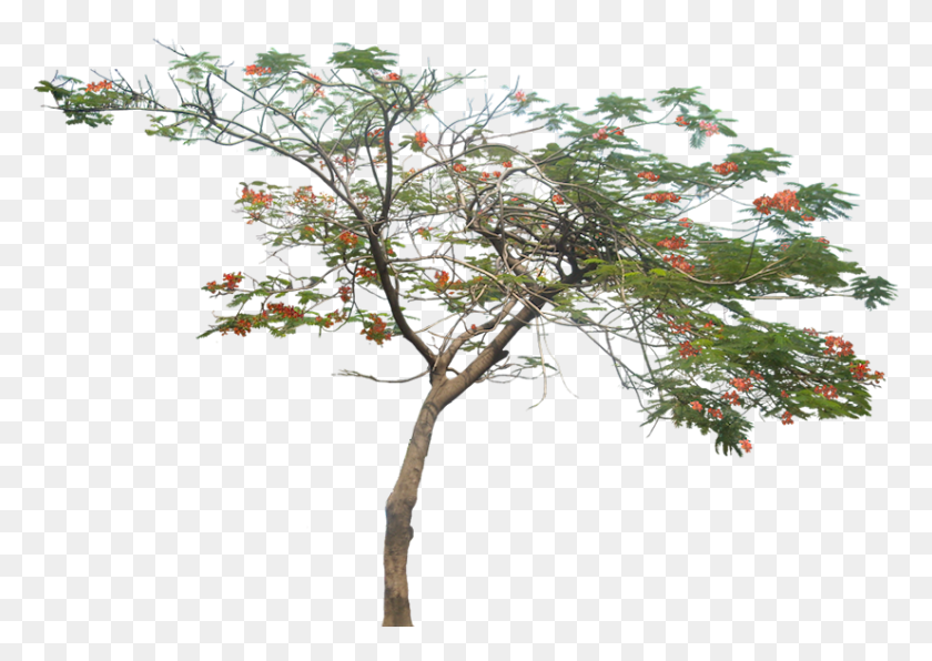 826x568 Tropical Plant Pictures Flamboyan Tree, Potted Plant, Vase, Jar HD PNG Download