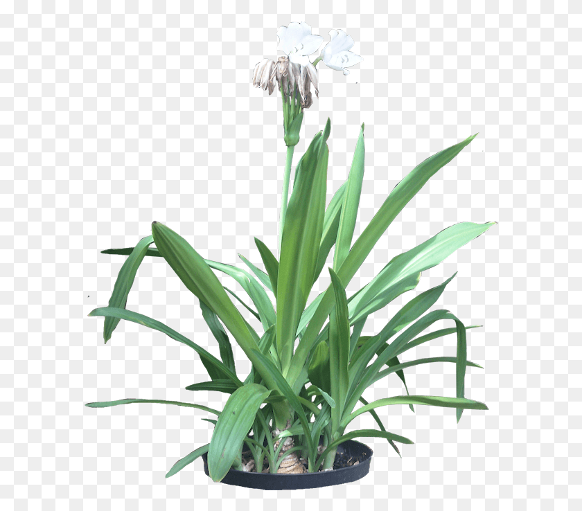 597x678 Фотографии Тропических Растений Hymenocallis, Amaryllidaceae, Цветок, Цветение Hd Png Скачать