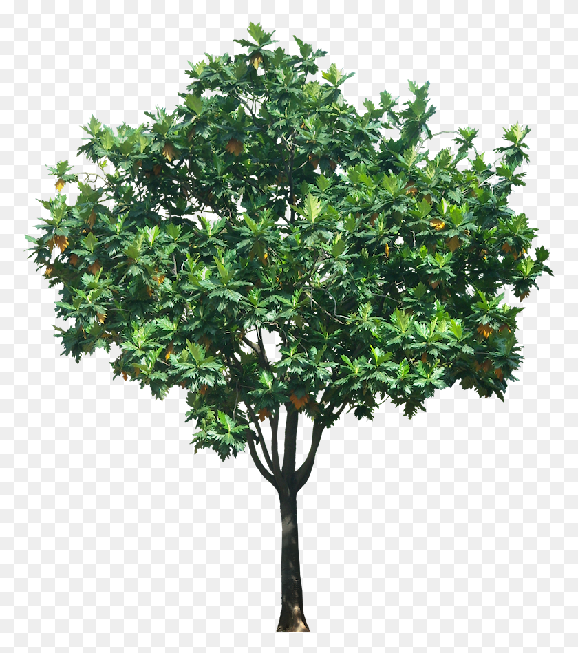 773x889 Тропические Растения Картинки Деревья На Высоте Для Фотошопа, Дерево, Куст, Растительность Hd Png Скачать