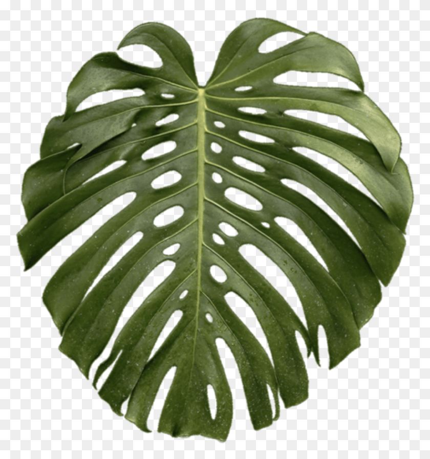 940x1009 Descargar Png / Planta Tropical, Hoja, Verde, Gota Hd Png