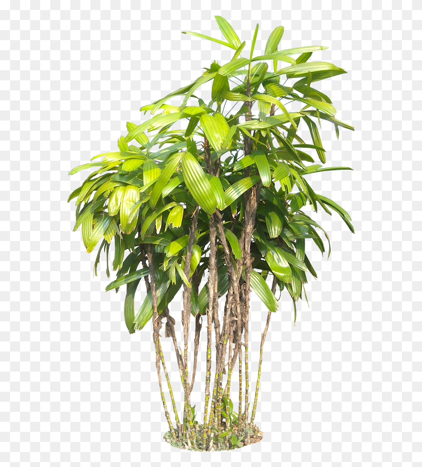 574x870 Тропические Растения Растение Прозрачный Фон, Лист, Дерево, Горшечные Растения Png Скачать
