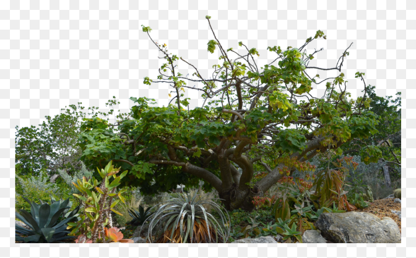 1099x651 Тропические Растения Стоковая Фотография, Растение В Горшке, Растение, Ваза Hd Png Скачать