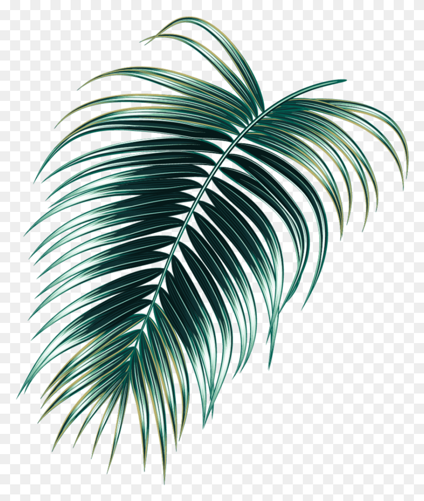 837x1002 Иллюстрация Тропических Лесов, Зеленый, Лист, Растение Hd Png Скачать