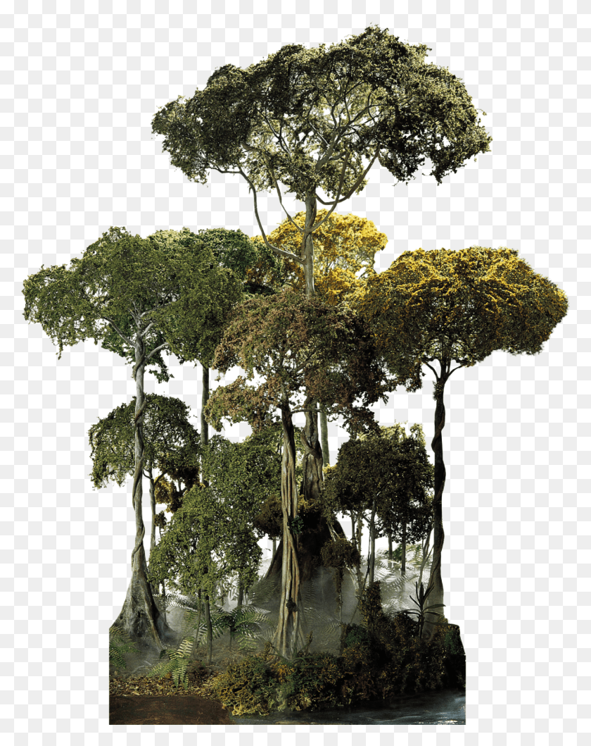 1440x1845 Tropical Rainforest Tree, Plant, Cross, Symbol HD PNG Download