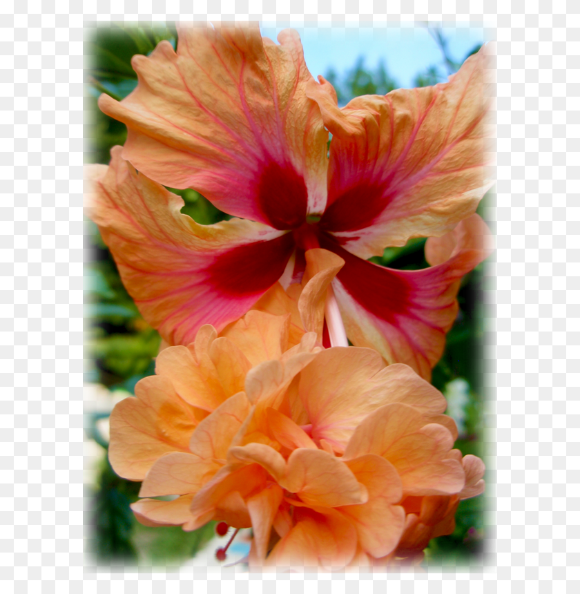 599x800 Descargar Png Arbusto Tropical Agotado Hibisco Hawaiano, Planta, Flor, Flor Hd Png
