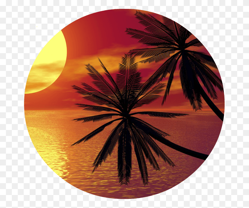 677x644 Tropical Tree And Sunset Palm Tree Circle Logo, Plant, Arecaceae, Outdoors HD PNG Download