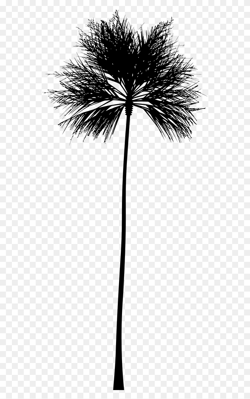 559x1281 Тропический Вектор Черно-Белый Силуэт Пальмы, Серый, Мир Варкрафта Png Скачать
