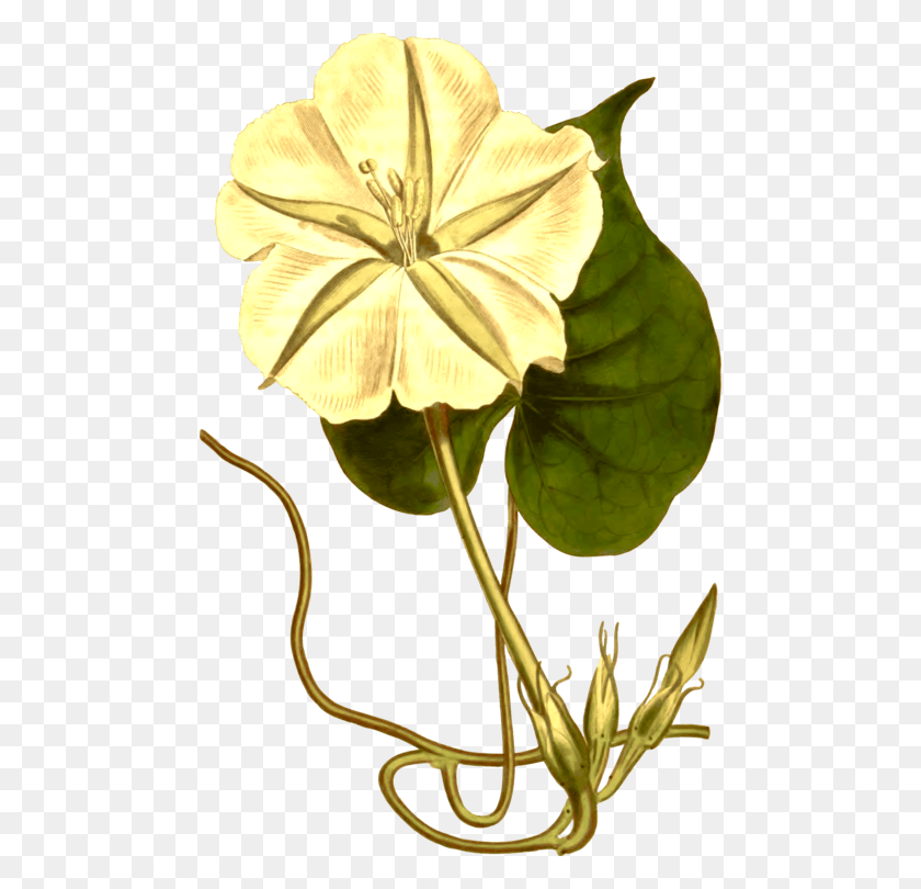 476x750 Tropical White Morning Glory Japanese Morning Glory Pure Magic Judika Illes, Plant, Leaf, Flower HD PNG Download