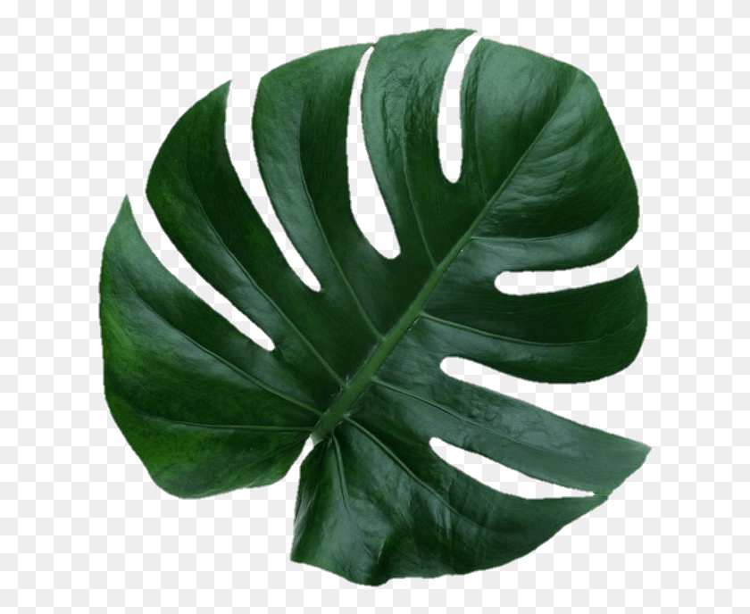 622x628 Tropicaltraveling Pngs For Anon, Leaf, Plant, Veins HD PNG Download
